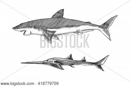 Great White Shark Or Mackerel Shark And Sixgill Sawshark. Marine Predatory Animal. Sea Life. Hand Dr