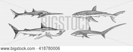 Blue Shark And Sixgill Sawshark. Sand And Thresher Shark. Marine Predator Animal. Sea Life. Hand Dra