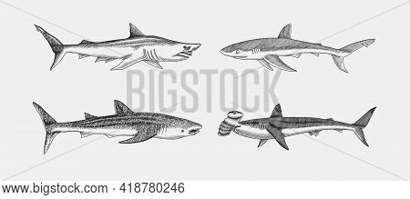 Whale And Blue Shark. Great Hammerhead And Sand Shark. Marine Predator Animal. Sea Life. Hand Drawn 