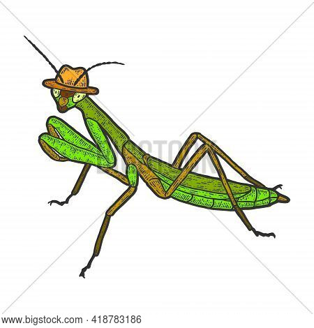 European Mantis, Intelligent Insect In A Hat. Color Sketch Scratch Board Imitation.