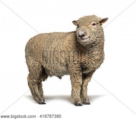 Southdown sheep, Babydoll, smiling sheep, isolated on white