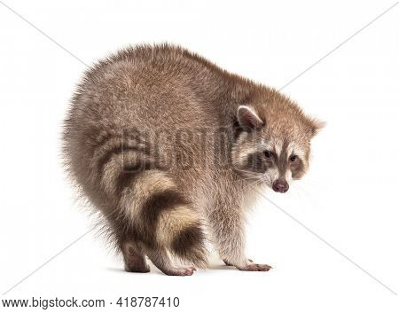 Back view on a red raccoon turning on its self and looking away