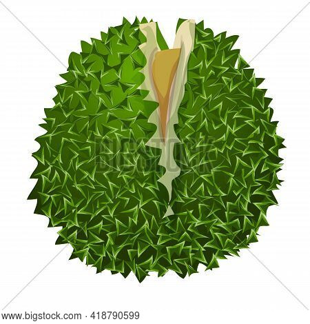 Durian Musang Icon. Cartoon Of Durian Musang Vector Icon For Web Design Isolated On White Background