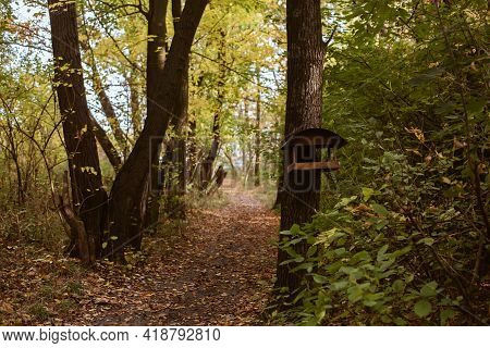 Beautiful Forest Landscape With Walking Pathway And Wooden Birds Feeder House Hanging On Tree Trunk,