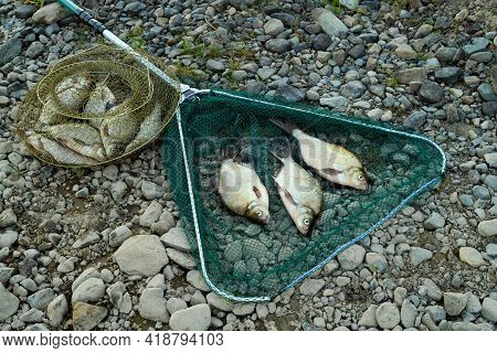 Fish Are Lying In A Green Landing Net And In A Metal Fishing Basket On The Pebbles, The Tilt View.