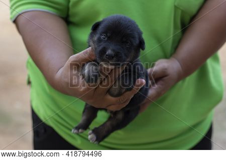 A Black Puppy Looking At Camera And Was Carried By The Owner With Care.