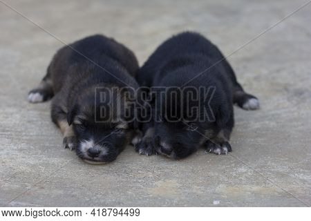 Cute Brown And Black Puppy Lying On The Cement Floor.
