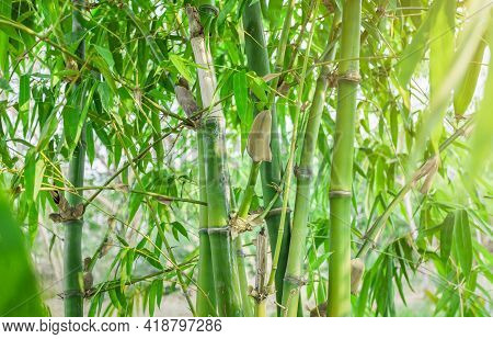 Bamboo. Bamboos Forest. Growing Bamboo Border Design Over Blurred Sunny Background. Closeup. Japanes
