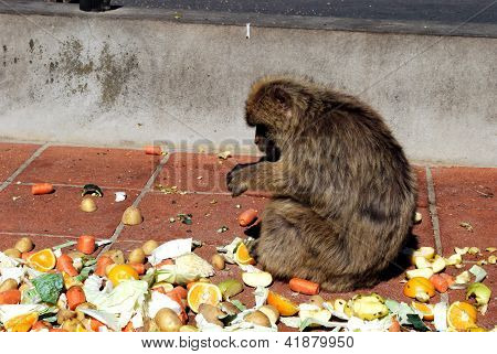Barbary ape spise grøntsager, Gibraltar.