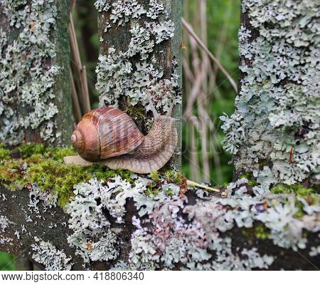 A large grape snail crawls along an old wooden fence overgrown with moss and lichen. It looks from b