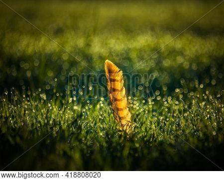 Beautiful Hawk Feather In The Wet Grass In Summer Meadow During The Sunrise. Bright, Colorful Detail