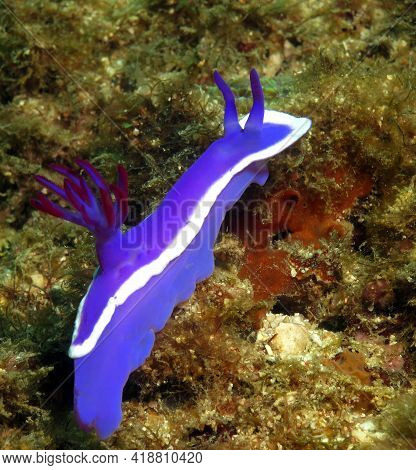 A Hypselodoris Bullocki Nudibranch Crawling Boracay Island Philippines