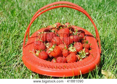 Lug-box Of Ripe Strawberry On Green Grass