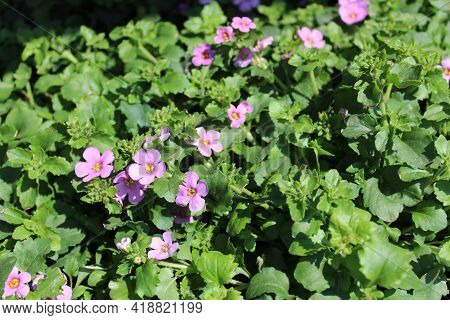 Blossoming Bacopa In The Summer In The Garden
