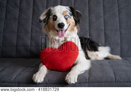 Funny Australian Shepherd Dog Lying On Couch With Heart Soft Toy. Valentine Day