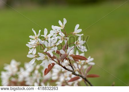 Smooth Serviceberry (amelanchier Laevis) Flowers