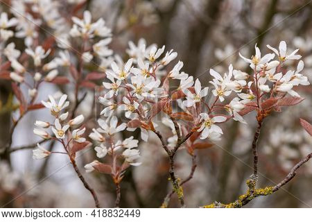 Smooth Serviceberry (amelanchier Laevis) Flowers