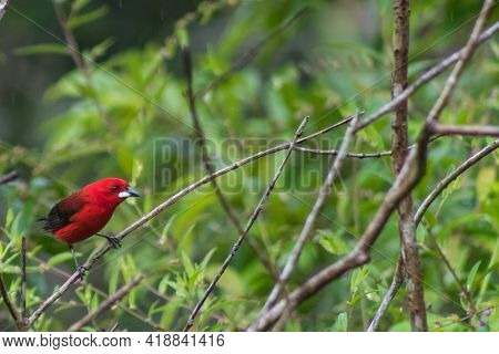 Famous Tie Sangue A Red Bird From The Atlantic Jungle In Brazil