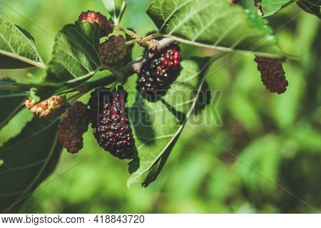 Mulberry Berries On The Branches. The Berries Of The Mulberry Tree. The Berries Look Like Scary Cate