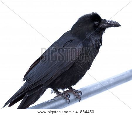 共通の鴉カラス corax 金属バーの腰掛け