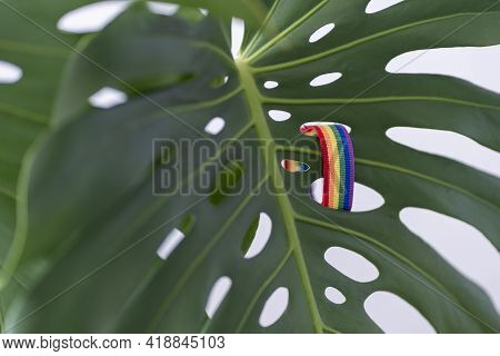 Lgbtqi Gay Pride Community Concept. Love Is Love. Multicolored Rainbow Flag Bracelet On Monstera Gre