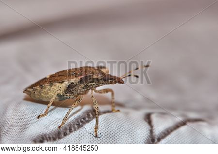 Asian Stink Bug, Alien Dangerous Insect