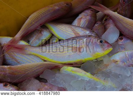 Northern Red Snapper Fish Close Up Shot,kept In Ice To Maintain Freshness.