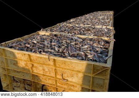 Collection Of Large Quantity Of Fish In The Fish Containers Ready To Export Isolated On Black.