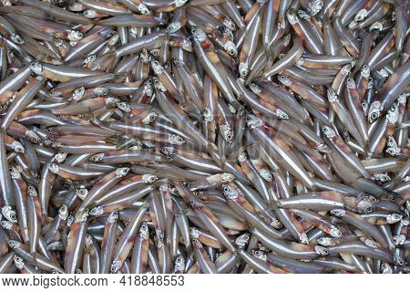 Anchoviella Lepidentostole Fish Background, Brazilian Fish For Sale In The Market, Mangalore Harbour