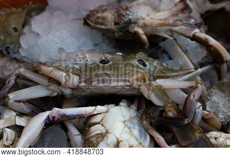 Collection Of Chesapeake Blue Crab On Ice For Sale In The Market.