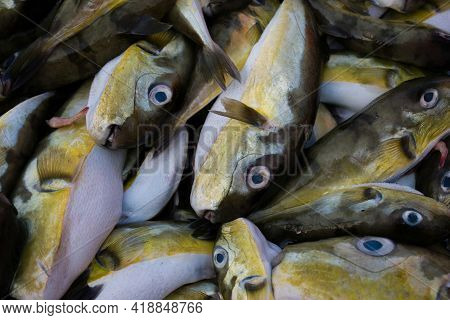 Smoothback Pufferfish (lagocephalus Inermis) For Sale In The Fish Market In Mangalore Harbour, Karna