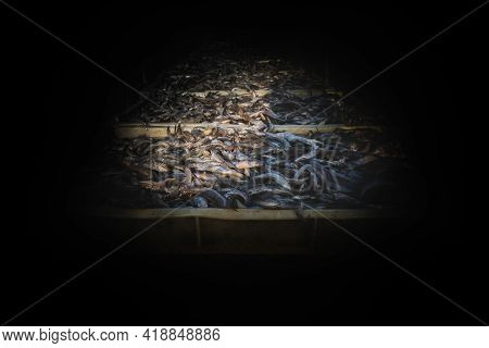 Collection Of Large Quantity Of Fish In The Fish Containers Ready To Export Isolated On Black.