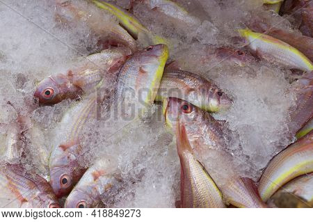 Group Of Northern Red Snapper Fishes Kept On Ice For Sale In The Fish Market.