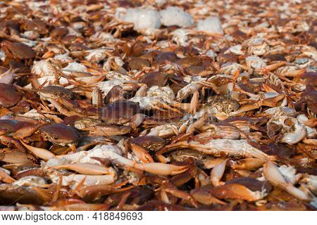 Collection Of Large Quantity Red Seacrabs For Export With Shallow Depth Of Field.