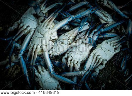 Chesapeake Bluecrabs Close Up Shot For Sale.