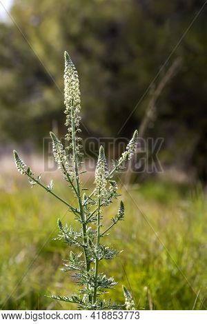 A Tall, Medicinal Plant (reseda Alba) With White, Small Inflorescences Growing In A Meadow On A Sunn