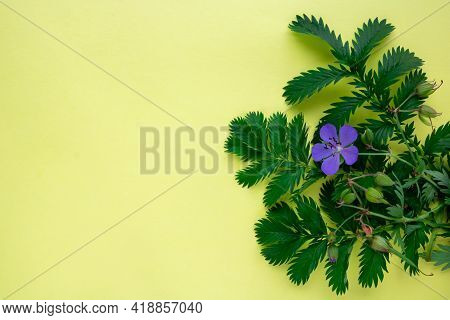 On A Yellow Background, The Leaves Of Green Grass Lapchatki And A Blue Flower Of Meadow Geranium