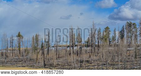 Remnants Of The Wallow Fire With A Strip Of Snow In The White Mountains, Arizona