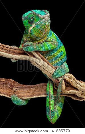 Chameleon รอบ ๆ สาขา