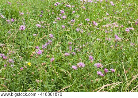 Beautiful Pink Purple Cornflowers (centaurea Jacea) In A Summer Meadow