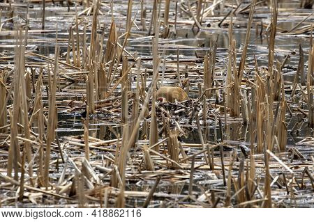 The Sandhill Crane (antigone Canadensis) On The Nest Natural Scene From Wisconsin During Nesting