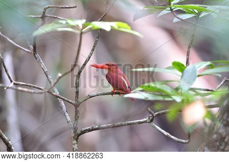 Wide Shot Of Ruddy Kingfisher In Its Habitation Of Mangrove Forest In South Of Thailand, Beautiful R