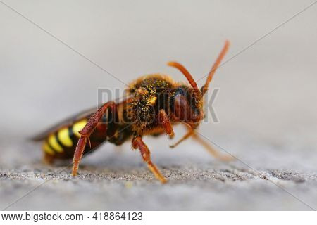 Closeup Of A Colorful Lathbury's Nomad Bee, Nomada Lathburiana A Cucko Bee Or Nest Parasite Of The G