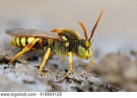 Closeup Of A Male Lathbury's Nomad Bee, Nomada Lathburiana, A Cucko Bee Or Nest Parasite Of The Grey