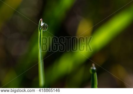 Fresh Green Grass With Drops Of Fresh Morning Dew On A Blade Of Grass