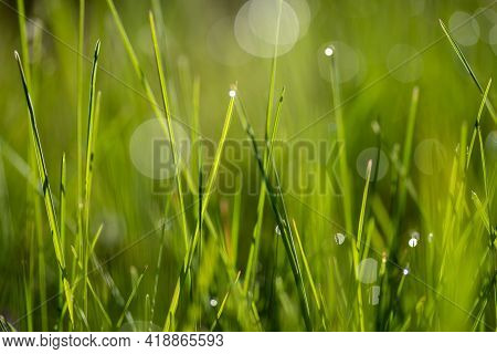 Fresh Green Grass With Drops Of Fresh Morning Dew On A Blade Of Grass