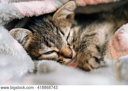 Sleeping Kitten In Grey Soft Blanket. Cute Feline Friend. Catnap Habits And Sleep Training. Cozy Hom