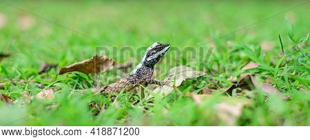 Painted Lipped Lizard Or Commonly Known As Sri Lanka Bloodsucker Is One Of The Calotes Species Endem