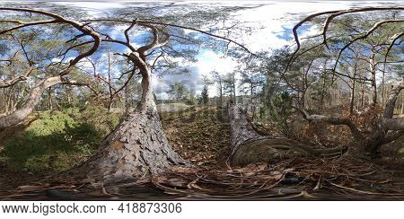 Between Powerful Evergreen Pine Tree Branches, 360 Vr