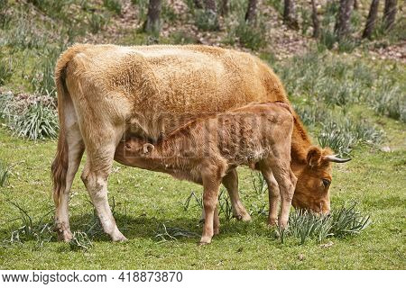 Unweaned Calf Suckling From His Mother. Bovine Cattle. Nursling